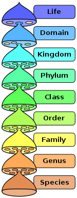 mnemonic-device-taxonomy